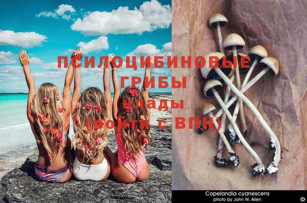 PSILOCYBIN Бугульма